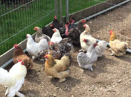 Pekin Bantams For Sale