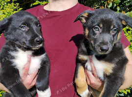 Border Collie Puppies Top Quality