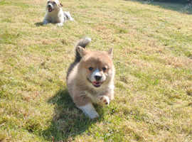 KC Corgis out of Siberian import. Dna tested
