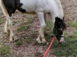 Cob colt to make 14.2