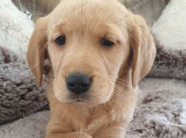 Beautiful Goldador puppies