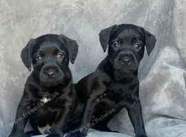 Patterdale terrier