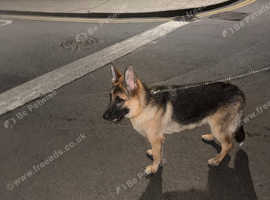 6 month old female German shephard