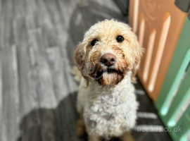 F1 Labradoodle Rehoming
