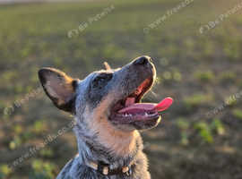 Australian cattle dog Blue Male 6 Months