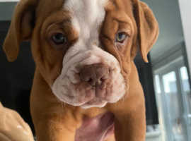 Old Tyme English Bulldog puppies for sale