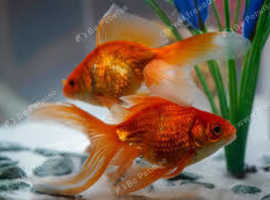 Goldfish,  fantails , free