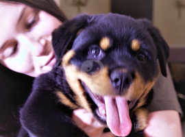 rottweiler puppies for sale wirral