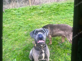 2 year old female cane Corso