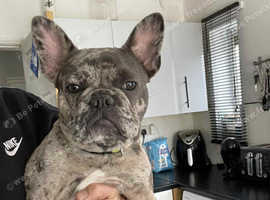 French bulldog
