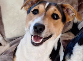 Jack russell STUD ONLY