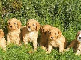 Playful F1 CAVAPOO Puppies READY NOW!!