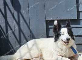 Border collie male
