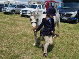 11.2 Welsh Section A Gelding