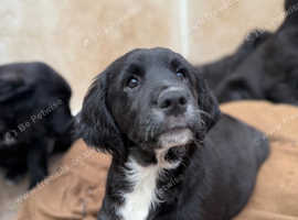 Spangolds 3/4 retriever - 1/4 ESS