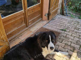 Alabai Central Asian Shepherd Dog