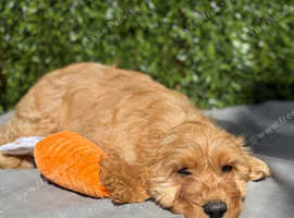 Cavapoo *Licensed* full vaccinated*