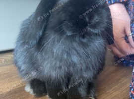 Male Mini Lop and indoor cage for sale