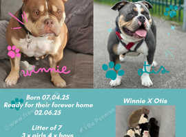 Championship Bloodline Pocket Bully Puppies For Sale
