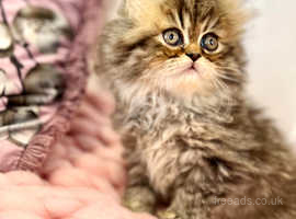 **Ready Now ** Stunning 5 generation pedigree Persian kittens