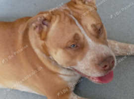 Staffy cross