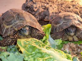 Speke's hinge back tortoise