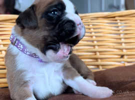 Kc registered boxer clearance puppies for sale