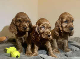 Docked cocker spaniel deals puppies for sale