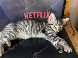 Mixed Bengal kitten for sale