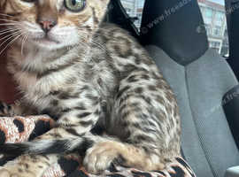 TICA reg male Bengal Kitten