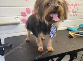 Having to sell my yourkshire terrier