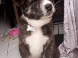 10 Week Old American Akita Puppy in Royston SG8 on Freeads Classifieds