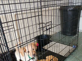 Last little boy cockapoo pup ready for forever home