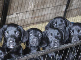 Springador Labrador x springer