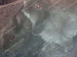 250 included in the price:  Both rabbits Cage Hay Wood shavings Food