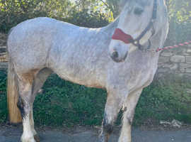 Beautiful 15.2 Irish Draft x Mare 3 yrs old