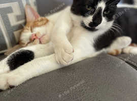 2 boys need a loving home
