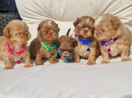 KARASHISHI IMPOSHISHI IMPERIAL PUPPIES