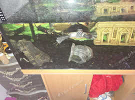 Yellow belly sliders and plecos