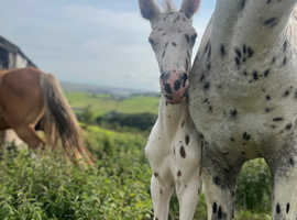 2025 Appaloosa x Andalucian (Spanish spotted saddle horse) colt foal