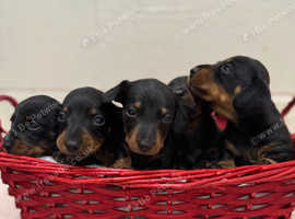 Beautiful KC registered Miniature Dachshund