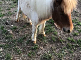 Shetland pony