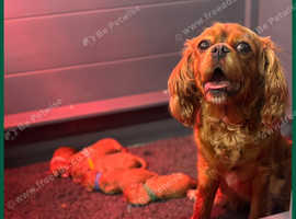 Beautiful KC reg Cavalier King Charles Spaniels