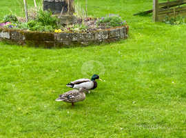 Pure Breed Mallard Ducks for sale, laying now
