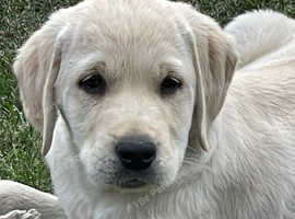 Gorgeous Goldador puppies