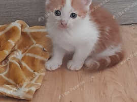 Kitten for sale
