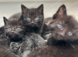 1 now male mancoon kitten left to adopt.