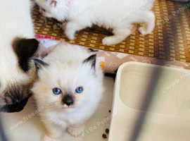 Beautiful ragdoll kittens