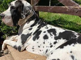 Harlequin Great Dane Female in Arnold on Freeads Classifieds - Great ...