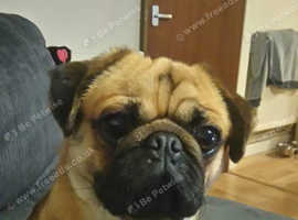 Find Pugalier Dogs Pug Cross Cavalier King Charles Spaniel For